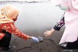 Tukik dilepasliarkan di Pantai Cemara, Banyuwangi, Jawa Timur, Kamis (15/1/2021). Pelepasliaran tukik hasil konservasi nelayan itu sebagai upaya melestarikan penyu yang terancam punah. Antara Jatim/Budi Candra Setya/ZK
