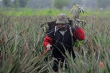 Petani memanen buah nanas di sentra perkebunan Tangkit Baru, Sungai Gelam, Muarojambi, Jambi, Selasa (12/1/2021). Harga jual nanas di tingkat petani setempat anjlok dari Rp5.000 per buah menjadi Rp2.000 per buah akibat menurunnya daya beli masyarakat selama musim hujan. ANTARA FOTO/Wahdi Septiawan/aww.