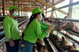 Distan Gumas berikan vaksin kepada ayam petelur milik poktan ternak