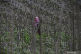 Petani membersihkan debu vulkanik letusan Gunung Semeru yang menempel pada tanaman di kebun miliknya di Desa Wonoagung, Lumajang, Jawa Timur, Minggu (17/1/2021). Akibat Gunung Semeru erupsi menyebabkan sejumlah desa terdampak abu vulkanik. Antara Jatim/Zabur Karuru