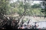 Pencarian korban diterkam buaya di Pasaman Barat terkendala air keruh