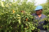 Petani memanen cabai di area persawahan Desa Tugurejo, Kediri, Jawa Timur, Senin (18/1/2021). Harga cabai rawit di tingkat petani tiga hari terakhir terus mengalami penurunan dari sebelumnya Rp58 ribu menjadi Rp45 ribu per kilogram karena telah memasuki musim panen di sejumlah wilayah. Antara Jatim/Prasetia Fauzani/zk.