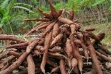 Lampung  berusaha petani ubi kayu  dapat pupuk subsidi
