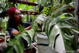 Ujeng merawat tanaman hias di galeri tanaman Twinsplants Bengkulu, Selasa (19/1/2021). Ujeng yang berprofesi sebagai fotografer studio tersebut beralih menjual tanaman hias jenis philodendron dengan harga Rp.250 ribu hingga Rp.10 juta untuk bertahan di tengah pandemi COVID-19 karena sepinya permintaan foto akibat dari izin keramaian yang di batasi oleh pemerintah setempat. ANTARA FOTO/David Muharmansyah
