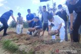 NasDem kembangkan budidaya porang di Sulteng