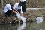 Wali Kota Kediri Abdullah Abu Bakar (kanan) menebar benih ikan koi di Sumber Bulus, Kota Kediri, Jawa Timur, Rabu (20/1/2021). Penebaran benih ikat tersebut sebagai upaya melestarikan ekosistem sumber air sekaligus membangun kawasan wisata ramah lingkungan. Antara Jatim/Prasetia Fauzani/ZK