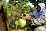 Petani mengikat batang tomat di Desa Galis, Pamekasan, Jawa Timur, Kamis (21/1/2021). Produksi tomat di kabupaten itu anjlok dibanding musim kemarau tahun lalu dari 20 ton menjadi 6.5 ton  per hektar karena tingginya serangan hama dan penyakit. Antara Jatim/Saiful Bahri/zk