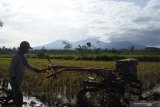 Petani membajak sawah dengan latar belakang Gunung Raung (kanan) dan Gunung Suket (kiri) terlihat dari Desa Pakisan, Tlogosari, Bondowoso, Jawa Timur, Minggu (24/1/2021). Pos Pengamatan Gunung Api (PPGA) Raung melaporkan data pengamatan bahwa Gunung Raung terpantau jelas, asap kawah bertekanan lemah teramati berwarna putih dan kelabu dengan intensitas tipis hingga sedang dan tinggi 200 - 400 meter di atas puncak kawah dan status gunung masih di Level II (Waspada). Antara Jatim/Seno/ZK