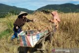 BPTP Sumbar nilai BPP berperan penting dalam pembangunan pertanian