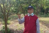 Puluhan wartawan nikmati jeruk di Ladang Ateh Palupuh Agam