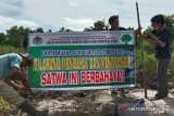 Buaya muara bertelur di kebun sawit milik warga Agam