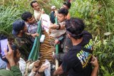 Tim gabungan Balai Konservasi Sumber Daya Alam (BKSDA) Aceh memikul anak Harimau Sumatera (Panthera Tigris Sumatrae) yang terkena jerat di Desa Gulo, Darul Hasanah, Aceh Tenggara, Aceh, Sabtu (23/1/2021). ANTARA FOTO/Faisal Selian/Lmo/foc.