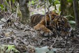 Seekor anak Harimau Sumatera (Panthera Tigris Sumatrae) terkena jerat di Desa Gulo, Darul Hasanah, Aceh Tenggara, Aceh, Sabtu (23/1/2021). ANTARA FOTO/Faisal Selian/Lmo/foc.