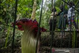 Pengunjung melihat tumbuhan Bunga Bangkai Raksasa atau Amorphopallus Titanium yang sudah mengalami fase mekar di Taman Hutan Raya (Tahura) Ir Djuanda, Bandung, Selasa (26/1/2021). Tumbuhan yang berdiameter sekitar 1,5 meter dan tinggi dua meter tersebut memerlukan waktu tiga hingga empat tahun sekali untuk fase mekar serta merupakan tumbuhan klasifikasi langka menurut Badan Konservasi Dunia (International Union for Conservation of Nature/IUCN) yang dilindungi dengan Peraturan Pemerintah Nomor 7 tahun 1999 di Indonesia. ANTARA JABAR/Novrian Arbi/agr