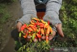 Buruh tani menunjukkan abai rawit di areal persawahan Desa Kendalsari, Kecamatan Sumobito, Kabupaten Jombang, Jawa Timur, Senin (25/1/2021). Menurut petani cabai rawit merah tersebut selanjutnya dijual ke tengkulak dengan harga bervariasi mulai Rp 50-Rp53 ribu per kilogramnya, sementara harga jual di pasar masih mencapai Rp 70 ribu per kg. Antara Jatim/Syaiful Arif/zk.