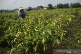 Buruh tani memanen cabai rawit di areal persawahan Desa Kendalsari, Kecamatan Sumobito, Kabupaten Jombang, Jawa Timur, Senin (25/1/2021). Menurut petani cabai rawit merah tersebut selanjutnya dijual ke tengkulak dengan harga bervariasi mulai Rp 50-Rp53 ribu per kilogramnya, sementara harga jual di pasar masih mencapai Rp 70 ribu per kg. Antara Jatim/Syaiful Arif/zk.