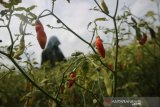 Buruh tani memanen cabai rawit di areal persawahan Desa Kendalsari, Kecamatan Sumobito, Kabupaten Jombang, Jawa Timur, Senin (25/1/2021). Menurut petani cabai rawit merah tersebut selanjutnya dijual ke tengkulak dengan harga bervariasi mulai Rp 50-Rp53 ribu per kilogramnya, sementara harga jual di pasar masih mencapai Rp 70 ribu per kg. Antara Jatim/Syaiful Arif/zk.