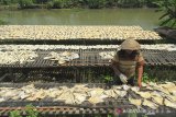 Pekerja menjemur olahan ikan kering di desa Pabean udik, Indramayu, Jawa Barat, Selasa (26/1/2021). Kementerian Kelautan dan Perikanan menyatakan realiasasi penyaluran Kredit Usaha Rakyat (KUR) sektor kelautan dan perikanan tahun 2020 mencapai Rp5,2 triliun meningkat 55,8 persen dari tahun sebelumnya yang sebesar Rp3,4 triliun. ANTARA JABAR/Dedhez Anggara/agr