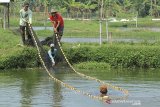 Petambak memanen ikan lele di areal tambak budidaya desa Kenanga, Sindang, Indramayu, Jawa Barat, Selasa (26/1/2021). Kementerian Kelautan dan Perikanan menagetkan peningkatan produktivitas perikanan budidaya dari tahun 2020 sebanyak 18,44 juta ton menjadi 19, 47 juta ton pada tahun 2021. ANTARA JABAR/Dedhez Anggara/agr