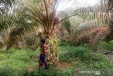 Muhadi (45) salah satu petani kelapa sawit Desa Rukam, Kabupaten Bangka, Provinsi Kepulauan Bangka Belitung saat memanen buah sawit miliknya, Selasa (26/1). Saat ini harga TBS Sawit naik Rp1.000 dari sebelumnya Rp900 menjadiRp1.900 per kilo gram. Mereka berharap agar harga TBS sawit ini terus beranjak naik sehingga bisa mencukupi perekonomian keluarga. (babel.antaranews.com/ Sahrul Effendi)