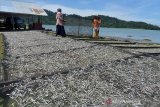 Wanita pesisir menjemur ikan asin olahan di pantai Lhokseudu, Kecamatan Leupung, Kabupaten Aceh Besar, Aceh, Selasa (26/1/2021). Perajin ikan asin di daerah pesisir itu menyatakan usaha pengolahan ikan asin di tengah pandemi COVID-19 berjalan normal dengan harga penjualan kisaran Rp100.000 perkilogram atau meningkat dibanding sebelumnya Rp80.000 perkilogram akibat persediaan bahan baku ikan segar berkurang. Antara Aceh.Ampelsa.