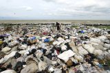 Pemulung mencari sampah plastik di tempat pembuangan sampah yang berada di tepi pantai desa Lombang, Juntinyuat, Indramayu, Jawa Barat, Kamis (28/1/2021). Kementerian Koordinasi Bidang Kemaritiman dan Investasi menyatakan sebanyak 521.540 ton sampah telah mencemari laut Indonesia pada tahun 2020. ANTARA JABAR/Dedhez Anggara/agr