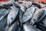 Produk tuna sirip Indonesia raih sertifikasi standar global