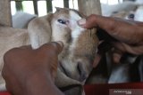 Pekerja memeriksa kondisi seekor anakan kambing usai diberi makan dengan kulit ketela dan hijauan sebagai Pengganti Makanan Ternak (PMT) di sebuah peternakan kambing modern di Gelung, Ngawi Jawa Timur, Sabtu (30/1/2021). Peternak kambing setempat menerapan sistem ternak modern untuk menekan biaya operasional saat pandemi COVID-19 dengan mengefisiensikan biaya pakan,  manajemen pengelolaan serta tenaga kerja. Antara Jatim/Ari Bowo Sucipto/zk