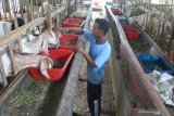 Pekerja memberi makan kambing dengan kulit ketela dan hijauan sebagai Pengganti Makanan Ternak (PMT) di sebuah peternakan kambing modern di Gelung, Ngawi Jawa Timur, Sabtu (30/1/2021). Peternak kambing setempat menerapan sistem ternak modern untuk menekan biaya operasional saat pandemi COVID-19 dengan mengefisiensikan biaya pakan,  manajemen pengelolaan serta tenaga kerja. Antara Jatim/Ari Bowo Sucipto/zk