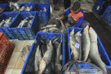 Pekerja mengumpulkan ikan hasil tangkapan nelayan di tempat pelelangan ikan Karangsong, Indramayu, Jawa Barat, Minggu(31/1/2021). Kementerian Kelautan dan Perikanan (KKP) mencatat Penerimaan Negara Bukan Pajak (PNBP) perikanan tangkap pada tahun 2020 mencapai Rp600,4 miliar atau meningkat dari tahun 2019 sebesar Rp521,37 miliar. ANTARA JABAR/Dedhez Anggara/agr