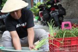 Petani Temanggung jajaki ekspor asparagus ke  Singapura