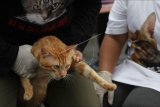 Relawan pecinta satwa memprotes kasus penyembelihan Kucing Tayo di Medan, Sumatera Utara saat aksi solidaritas di Solo, Jawa Tengah, Senin (1/2/2021). Aksi bertajuk Seruan Usut Tuntas Kasus Kucing Tayo tersebut digelar sebagai bentuk perlawanan terhadap maraknya kasus pencurian dan penjagalan kucing. ANTARA FOTO/Maulana Surya/nym.