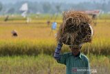 Petani mengangkut buah padi saat panen di desa Limpok, Kecamatan Krueng Baruna Jaya, Kabupaten Aceh Besar, Aceh, Selasa (2/2/2021). Petani menyatakan pada musim panen awal tahun ini harga Gabah Kering Panen (GKP) membaik kisaran Rp4.750 per kilogram dibanding sebelumnya Rp 4.550 per kilogram atau masih di atas Harga Pembelian Pemerintah (HPP) Rp 4.250 per kilogram. ANTARA FOTO/Ampelsa.
