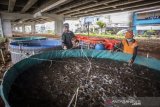 Budidaya Ikan Lele Di Kolong Tol Becakayu