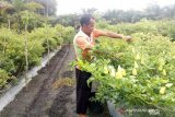 Petani Cabai Desa Rukam, Kabupaten Bangka, Provinsi Kepulauan Babel, Husni (50) saat memanen cabai di lahan miliknya pada Selasa (2/2). Ditengah melambatnya  ekonomi akibat dampak COVID-19 ternyata tidak mempengaruhi harga cabai kecil di daerah itu yang justru meningkat dari Rp70 ribu naik menjadi Rp100 ribu per kilogram. (babel.antaranews.com/Sahrul Effendi)