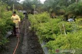 Ditengah melambatnya  ekonomi akibat dampak COVID-19 ternyata tidak mempengaruhi harga cabai kecil di daerah itu yang justru meningkat dari Rp70 ribu naik menjadi Rp100 ribu per kilogram. (babel.antaranews.com/Sahrul Effendi)