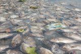Ikan mati massal di Danau Maninjau