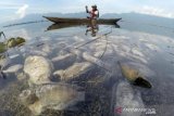 15 Ton Ikan Keramba Jaring Apung Mati Di Danau Maninjau