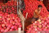 Pedagang menata buah naga yang baru didatangkan dari Banyuwangi di gudang buah di Pasar Gadang, Malang, Jawa Timur, Jumat (5/2/2021). Pedagang buah setempat menggandakan stok buah naga dari satu ton menjadi dua ton per tiga hari untuk mengatasi permintaan yang meningkat menjelang perayaan Tahun Baru Imlek. Antara Jatim/Ari Bowo Sucipto/zk