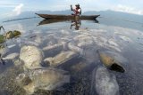 Nelayan melihat ikan yang mati di tepi Danau Maninjau, Nagari Bayur, Kabupaten Agam, Sumatera Barat, Jumat (5/2/2021). Dinas Perikanan dan Ketahanan Pangan Kabupaten Agam mencatat sedikitnya 15 ton ikan Keramba Jaring Apung (KJA) ditemukan mati sejak empat hari terakhir akibat angin kencang melanda daerah tersebut. ANTARA FOTO/Iggoy el Fitra/nym.