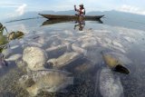 Nelayan melihat ikan yang mati di tepi Danau Maninjau, Nagari Bayur, Kabupaten Agam, Sumatera Barat, Jumat (5/2/2021). Dinas Perikanan dan Ketahanan Pangan Kabupaten Agam mencatat sedikitnya 15 ton ikan Keramba Jaring Apung (KJA) ditemukan mati sejak empat hari terakhir akibat angin kencang melanda daerah tersebut. ANTARA FOTO/Iggoy el Fitra/wsj.