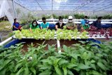 Pengunjung memanen sayuran hidroponik di atas kolam budi daya lele dengan sistem bioflok di Agro Learning Center, Denpasar, Bali, Sabtu (6/2/2021). Destinasi edukasi 'urban farming' dengan konsep penanaman dan pengolahan bahan makanan dari hulu sampai hilir tersebut diharapkan dapat mengedukasi masyarakat khususnya generasi muda untuk menggeluti sektor pertanian dan meningkatkan ketahanan pangan masyarakat perkotaan khususnya di masa pandemi COVID-19. ANTARA FOTO/Fikri Yusuf/nym.