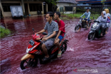 Pengendara motor melintas di jalan perkampungan yang tergenang banjir berwarna merah di Jenggot, Pekalongan, Jawa Tengah, Sabtu (6/2/2021). Menurut warga setempat, air banjir berwarna merah itu disebabkan oleh pencemaran limbah pewarna batik berwarna merah karena di lokasi tersebut terdapat ratusan pelaku usaha batik. ANTARA FOTO/Harviyan Perdana Putra/foc.