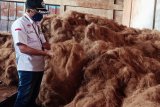 Barantan Manado fasilitasi ekspor 75 ton sabut kelapa ke Korea Selatan