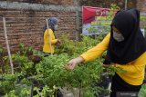 Anggota tim penggerak Pemberdayaan dan Kesejahteraan Keluarga (PKK) merawat tanaman cabai di kawasan Kampung Tangguh Semeru, Desa Ngale, Pilangkenceng, Kabupaten Madiun, Jawa Timur, Minggu (7/2/2021). Gubernur Khofifah bersama Pangdam V/Brawijaya Mayjen TNI Suharyanto, Kapolda Jawa Timur Irjen Pol Nico Afinta mengunjungi Kampung Tangguh Semeru di Kabupaten Madiun dan Trenggalek untuk melihat kesiapan desa dalam upaya menekan kasus COVID-19. Antara Jatim/Siswowidodo/zk.