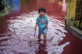 Seorang anak kecil bermain di jalan perkampungan yang tergenang banjir berwarna merah di Jenggot, Pekalongan, Jawa Tengah, Sabtu (6/2/2021). Menurut warga setempat, air banjir berwarna merah itu disebabkan oleh pencemaran limbah pewarna batik berwarna merah karena di lokasi tersebut terdapat ratusan pelaku usaha batik. ANTARA FOTO/Harviyan Perdana Putra/foc.