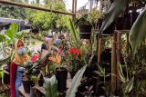 Pekalongan, sentra  bibit buah dan tanaman hias di Lampung