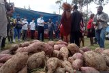 Pemkab: belum ada keluhan kekurangan makanan selama COVID-19
