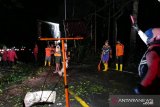Pohon tumbang timpa pengendara di jalur Gunung Gumitir Jember