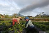 Petani merawat tanaman seledri yang terpapar abu vulkanik Gunung Raung di Songgon, Banyuwangi, Jawa Timur, Selasa (9/2/2021). Letusan Gunung Raung tersebut mengakibatkan sejumlah hasil pertanian rusak karena terpapar abu vulkanik. Antara Jatim/Budi Candra Setya/zk